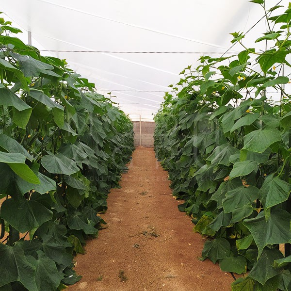 Plástico agricultura 150 galgas para doble techo o doble cámara de invernaderos. Rollo.