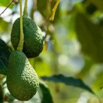 10 Beneficios del Cultivo de Aguacate en Invernaderos