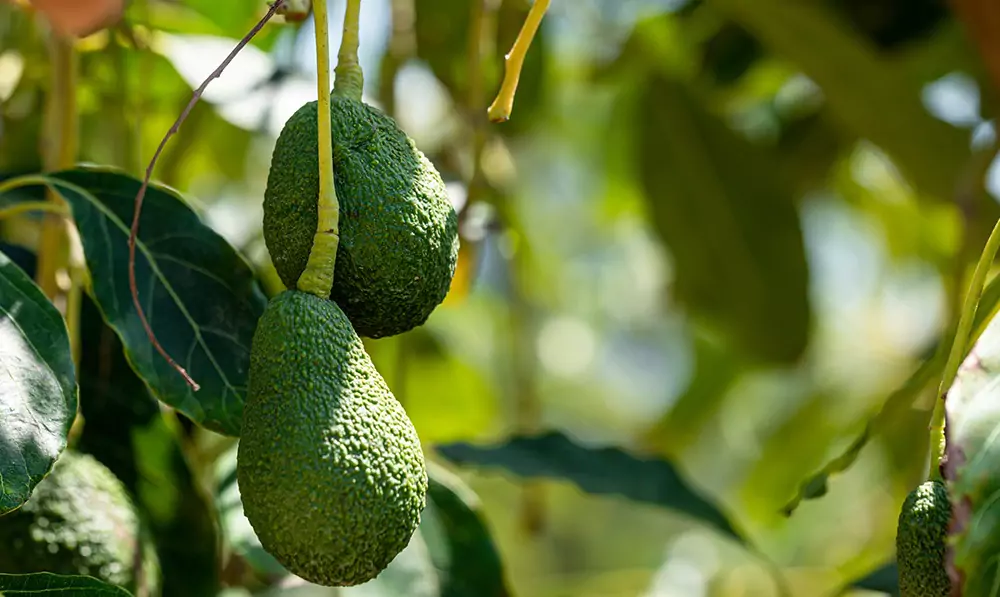 Cultivo de Aguacate en Invernaderos Modoagro