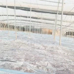 Biosolarización para preparar el suelo
