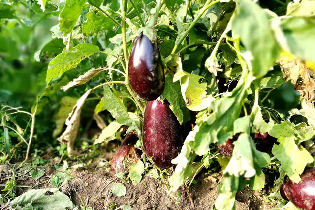 Epoca Aplicacion Fertilizantes Berengenas ModoAgro