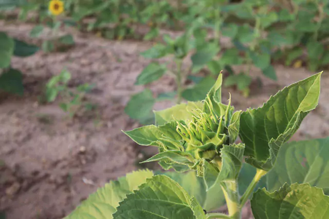 Epoca Aplicacion Fertilizantes Plantas ModoAgro