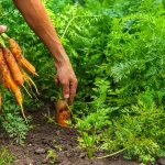 Épocas para la aplicación de fertilizantes en cultivos a campo abierto
