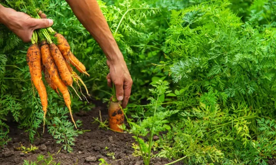 Épocas para la aplicación de fertilizantes en cultivos a campo abierto