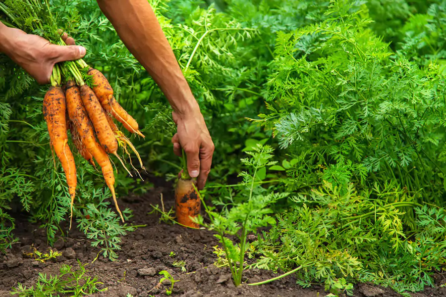 Épocas para la aplicación de fertilizantes en cultivos a campo abierto