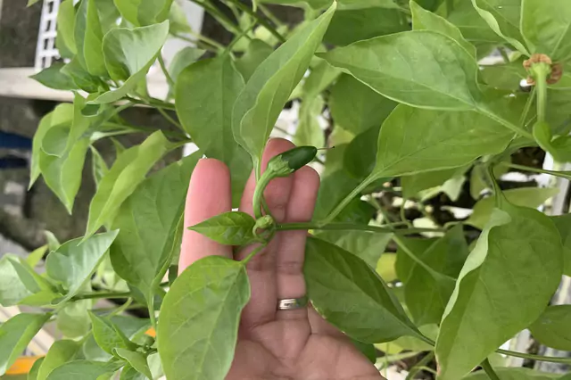 Planta En Sus Primeras Etapas - Modoagro