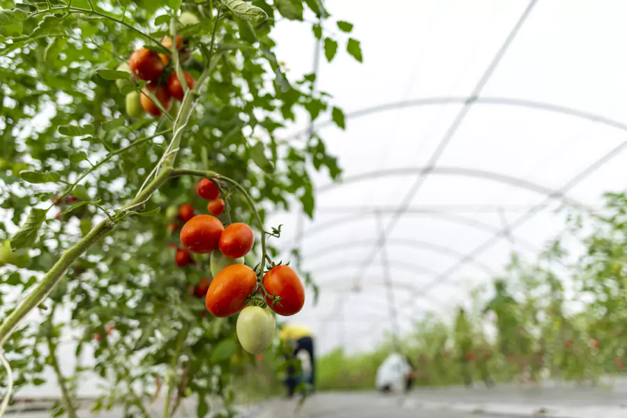 Plasticos Con Alta Resistencia A Agroquimicos Modoagro