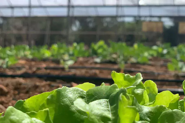 Epoca Aplicacion Fertilizantes Lechuga Modoagro