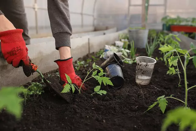 Plantas en huerto - ModoAgro