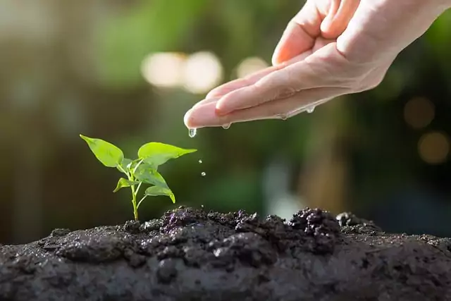 Plantas libres pesticidas - ModoAgro