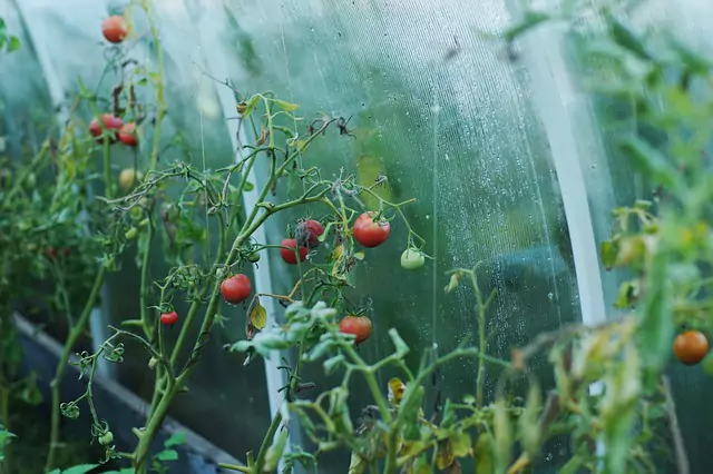 Tomates en huerto invernadero - ModoAgro