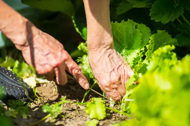 Estacionalidad y elección de variedades: Agricultor Cosechando Lechuga En Jardín Orgánico Saludable Modo Agro