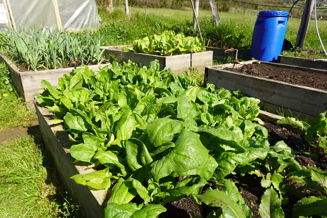 Huertos Rurales: Guía Para Cultivar Espinacas En Jardín Trasero Modo Agro