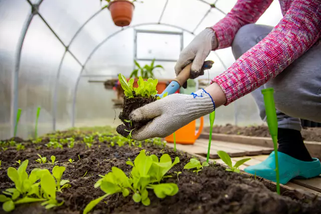 Huerto Rural: Mujer Plantando Plantas En Invernadero