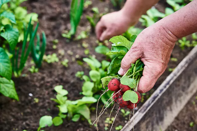 Huertos rurales: Alimentos Naturales Saludables Modo Agro