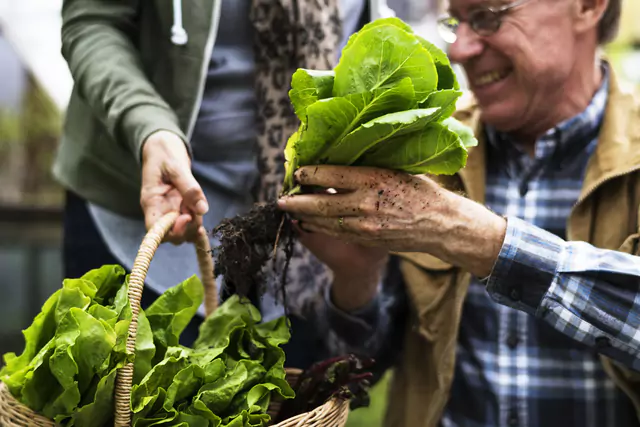 Salud y Bienestar: Pareja de adultos recogiendo vegetales en huerto urbano Modo Agro