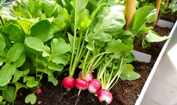 Rentabilidad De Un Huerto Es Rentable Tener Un Huerto Modo Agro