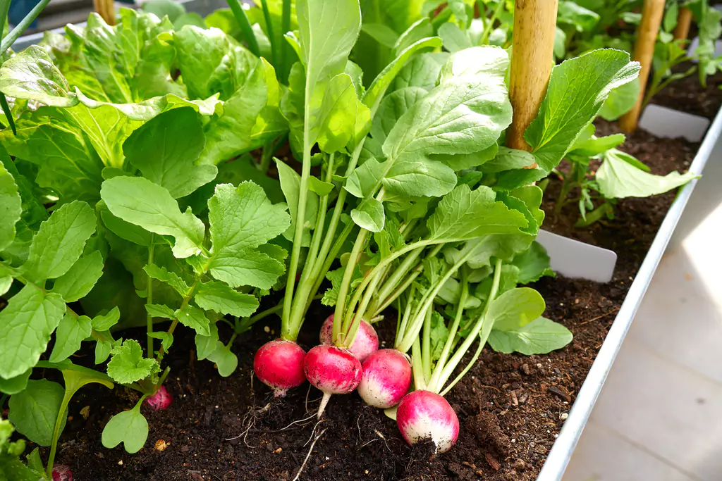 Rentabilidad De Un Huerto Es Rentable Tener Un Huerto Modo Agro