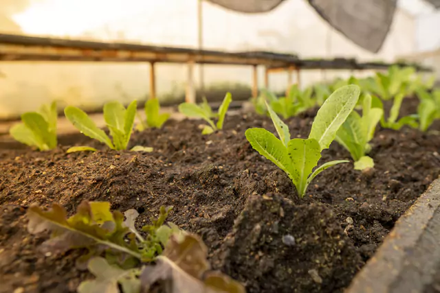 Vegetales Orgánicos cultivados en Huerto Urbano