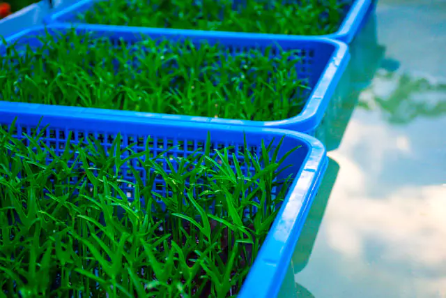 Cesta azul con plantas Acuaponía Microfarming ModoAgro