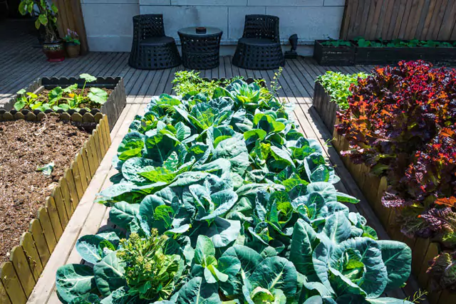 Cultivo en macetas elevadas en terraza para Microfarming ModoAgro