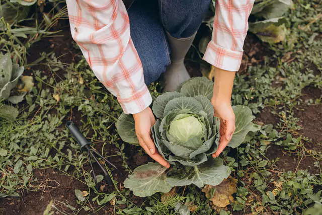 Foto Representativa De Sostenibilidad En El Campo ModoAgro