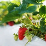 Beneficios del plástico acolchado agrícola en la agricultura sostenible