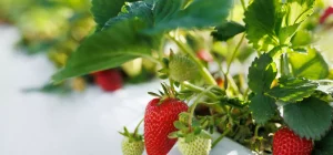 Plástico acolchado agrícola para proteccion del cultivo de fresas en invernaderos modoagro