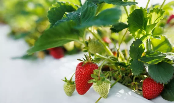 Plástico acolchado agrícola para proteccion del cultivo de fresas en invernaderos modoagro