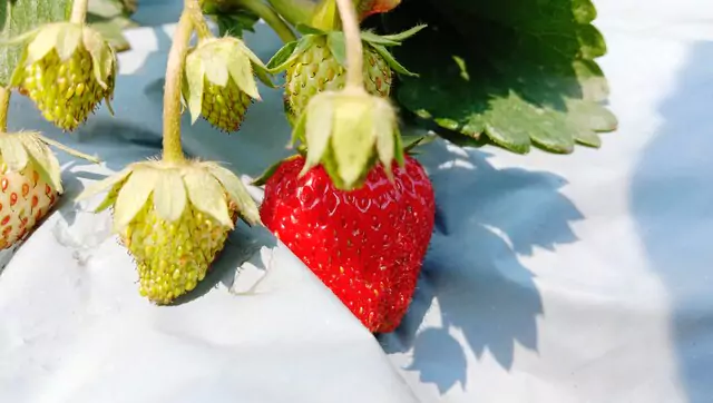 Proteccion cultivo de fresas con plastico modoagro