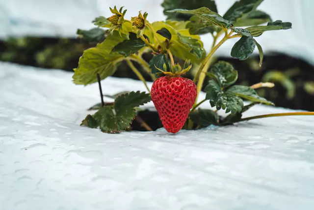 Proteccion del cultivo de fresas con plastico en invernadero modoagro