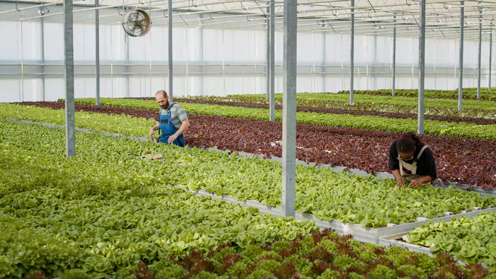 Factores a considerar al elegir un sistema de ventilación en invernaderos Modo Agro
