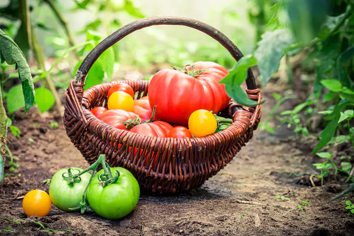 Beneficios de una buena ventilación en invernaderos Modo Agro