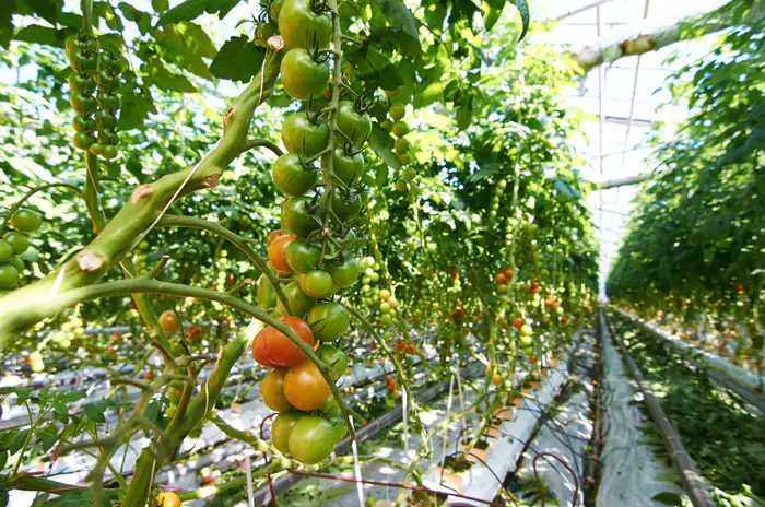 Clima local y condiciones ambientales en invernaderos Modo Agro