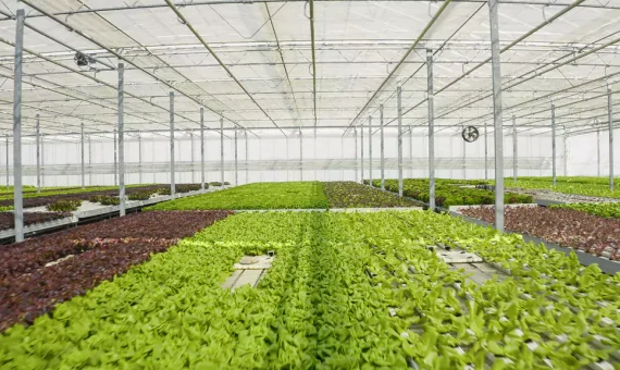 Importancia de la ventilacion en invernaderos Modo Agro