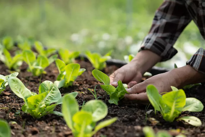 Sistemas de ventilación natural para invernaderos Modo Agro