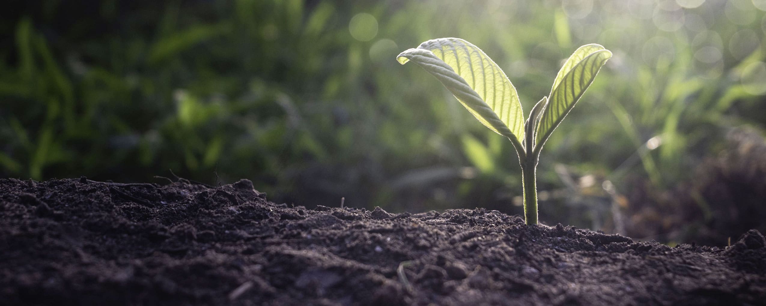Fertilizantes Slide background